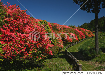 船久保杜鵑公園溫筒辻社區5(德島縣吉野川市山川町奧野井) 船久保杜鵑公園溫筒辻社區5(德島縣吉野川市山川町奧野井) 115914497