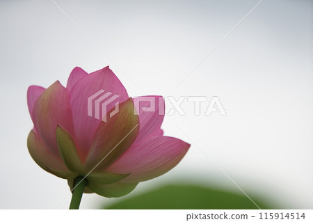 Oga lotus, Kamitonda Town, Nishimuro District, Wakayama Prefecture 115914514