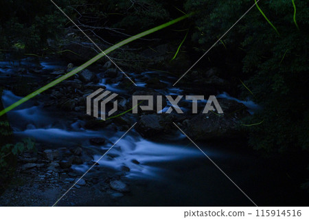 Fireflies dancing in the mountain stream 2 (Tokushima Prefecture, Yoshinogawa City, Misato Kawada River, Point 3) Fireflies dancing in the mountain stream 2 (Tokushima Prefecture, Yoshinogawa City, Misato Kawada River, Point 3) 115914516