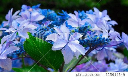 hydrangea hydrangea 115914549
