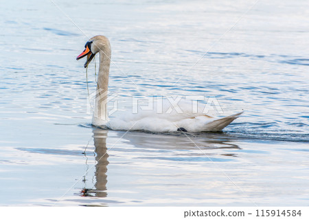 Graceful white Swan swimming in the lake, swans in the wild. Portrait of a white swan swimming on a lake. 115914584