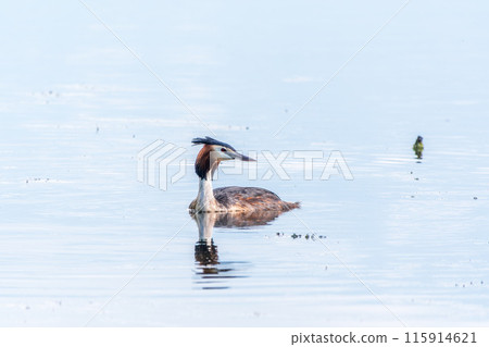 The waterfowl bird Great Crested Grebe swimming in the calm lake 115914621