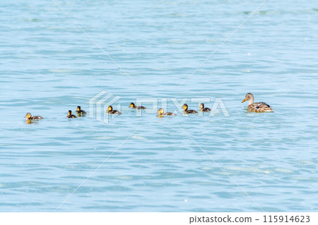 A family of ducks, a duck and its little ducklings are swimming in the water. The duck takes care of its newborn ducklings. Mallard, lat. Anas platyrhynchos 115914623