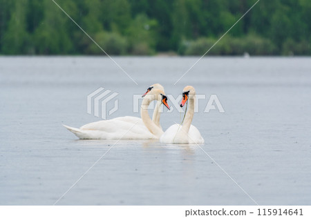 Two Graceful white Swans swimming in the lake, swans in the wild Two Graceful white Swans swimming in the lake, swans in the wild 115914641