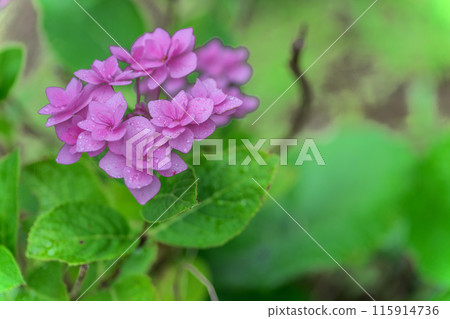Close-up of hydrangea flowers: "Hydrangea macrophylla flowers blooming in abundance around the Bougainvillea Canal" (Hinagu-cho, Yatsushiro City) 115914736