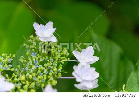 繡球花的特寫「九重葛運河周圍盛開的繡球花」(八代市日奈久町) 繡球花的特寫「九重葛運河周圍盛開的繡球花」(八代市日奈久町) 115914738