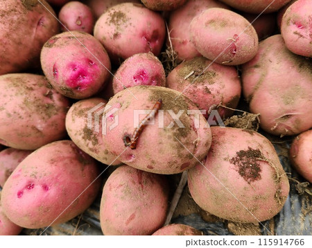 危害馬鈴薯的點擊甲蟲幼蟲 115914766