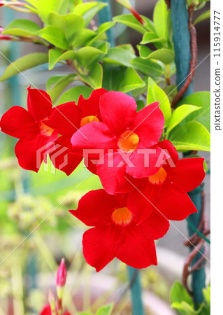 Bright red sun parasol flower 115914777