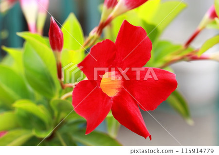 Bright red sun parasol flower 115914779