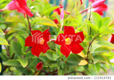 鮮紅的太陽傘花 115914781