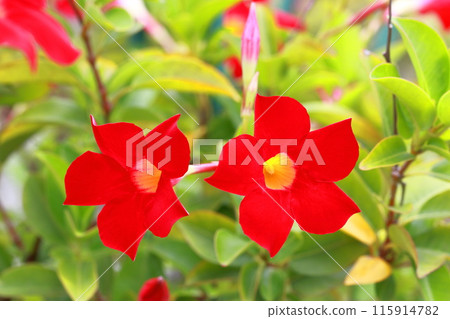 鮮紅的太陽傘花 115914782