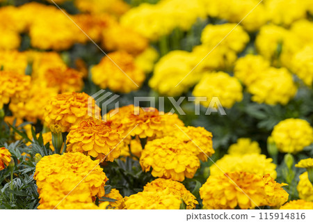 Marigolds in full bloom in Kawasaki Town, Miyagi Prefecture Marigolds in full bloom in Kawasaki Town, Miyagi Prefecture 115914816