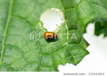 Cucumber beetle infesting cucumber leaves 115914853