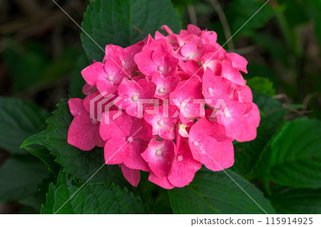 繡球花的特寫「九重葛運河周圍盛開的繡球花」(八代市日奈久町) 繡球花的特寫「九重葛運河周圍盛開的繡球花」(八代市日奈久町) 115914925