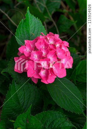 Close-up of hydrangea flowers: "Hydrangea macrophylla flowers blooming in abundance around the Bougainvillea Canal" (Hinagu-cho, Yatsushiro City) Close-up of hydrangea flowers: "Hydrangea macrophylla flowers blooming in abundance around the Bougainvillea Canal" (Hinagu-cho, Yatsushiro City) 115914926