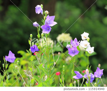 Purple and white bellflower (Platycodon grandiflorum) flowers and buds Purple and white bellflower (Platycodon grandiflorum) flowers and buds 115914940