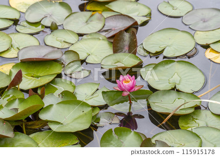 Water lilies blooming in a pond in Kawasaki, Miyagi Prefecture 115915178