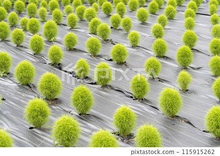 A lush array of mini kochia in Kawasaki Town, Miyagi Prefecture A lush array of mini kochia in Kawasaki Town, Miyagi Prefecture 115915262