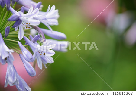 Agapanthus: a refreshing early summer flower Agapanthus: a refreshing early summer flower 115915308