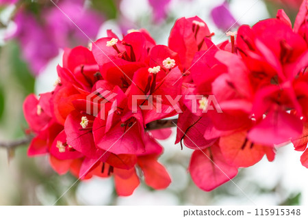 Close-up: Bougainvillea blooming in the canal; tourist spot (Hinagu-cho, Yatsushiro City) 115915348