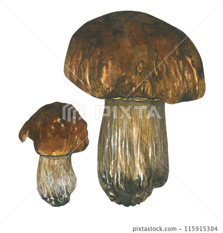 Watercolor porcini mushrooms.Composition is drawn by hand, isolated on a white background. For textiles and cooking Watercolor porcini mushrooms.Composition is drawn by hand, isolated on a white background. For textiles and cooking 115915384