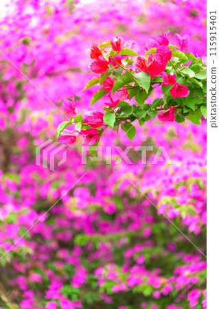 Early summer sea breeze and bougainvillea blooming in the canal. Tourist spot (Hinagu-cho, Yatsushiro City) 115915401