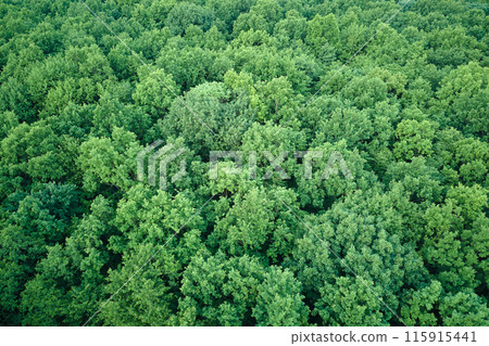 Top down flat aerial view of dark lush forest with green trees canopies in summer 115915441