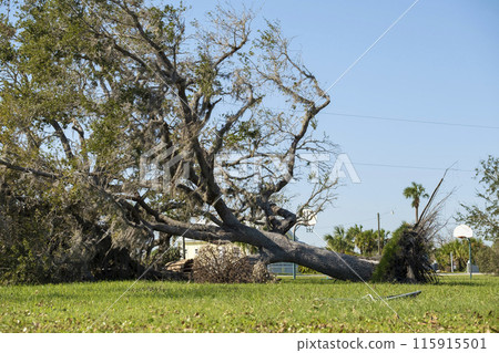 Fallen down tree after hurricane in Florida. Consequences of natural disaster Fallen down tree after hurricane in Florida. Consequences of natural disaster 115915501