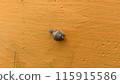 the snail walking on a wall 115915586