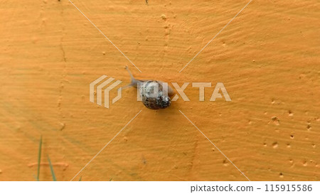the snail walking on a wall the snail walking on a wall 115915586