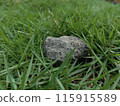 stones on grass 115915589