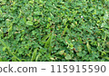 green leaves of lotus seed 115915590