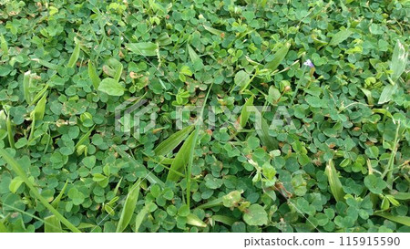 green leaves of lotus seed 115915590
