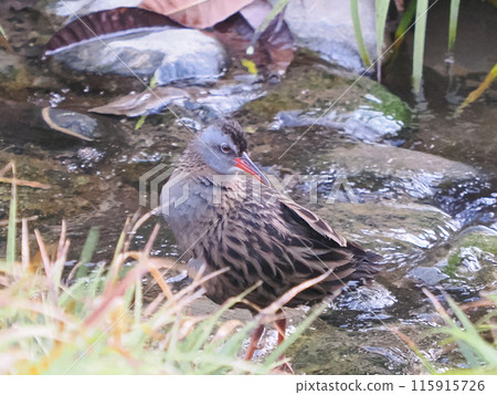 Waterhen 115915726
