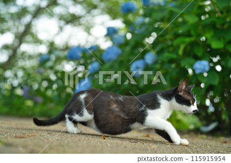 Landscape with a cat 115915954