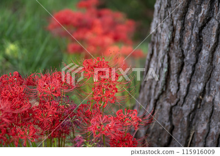 Red spider lilies blooming in the shade of a tree trunk Red spider lilies blooming in the shade of a tree trunk 115916009
