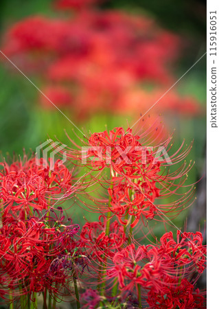 紅蜘蛛百合 115916051