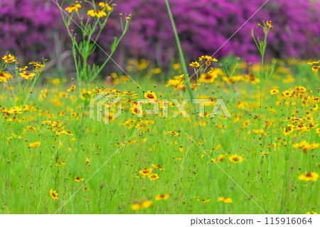Coreopsis flowers and bougainvillea blooming on the canal. A tourist spot (Hinagu-cho, Yatsushiro City) 115916064