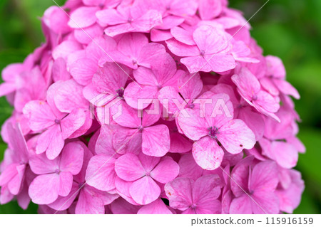 Close-up of hydrangea flowers: "Hydrangea macrophylla flowers blooming in abundance around the Bougainvillea Canal" (Hinagu-cho, Yatsushiro City) Close-up of hydrangea flowers: "Hydrangea macrophylla flowers blooming in abundance around the Bougainvillea Canal" (Hinagu-cho, Yatsushiro City) 115916159