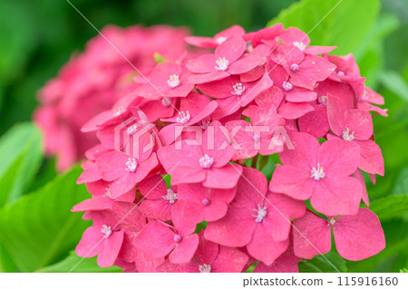 Close-up of hydrangea flowers: "Hydrangea macrophylla flowers blooming in abundance around the Bougainvillea Canal" (Hinagu-cho, Yatsushiro City) 115916160