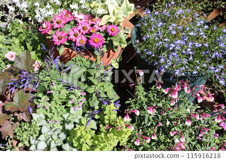 Summer flower group planting & group pot Summer flower group planting & group pot 115916218