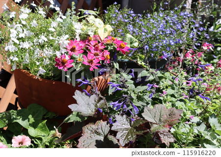 Colorful flowers blooming in a summer garden Colorful flowers blooming in a summer garden 115916220