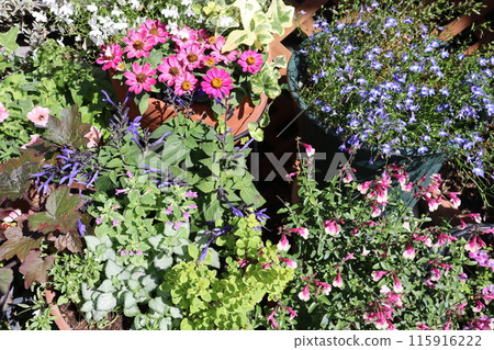 Summer flower arrangements and pots Summer flower arrangements and pots 115916222