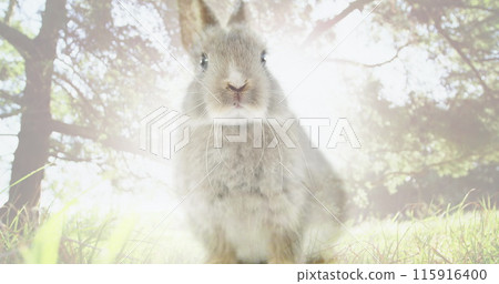 Composite image of bright spot of light against rabbit in the forest 115916400
