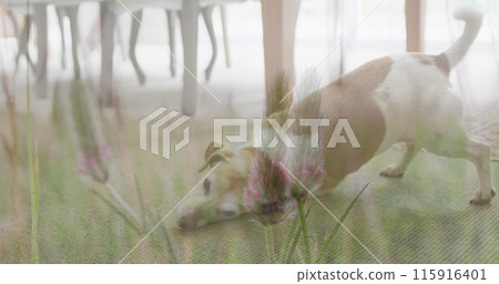 Composite image of tall crops in the field against dog at home 115916401