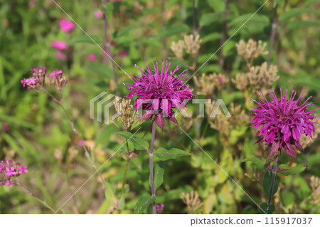 Reddish purple flowers of Taimatsubana (torch flower) blooming in a park in early summer Reddish purple flowers of Taimatsubana (torch flower) blooming in a park in early summer 115917037