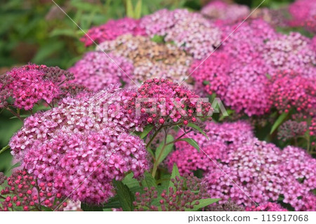 繡線菊 繡線菊 115917068