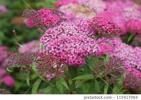 繡線菊 115917069