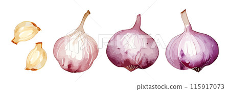 大蒜生成 AI 的水彩插圖 大蒜生成 AI 的水彩插圖 115917073