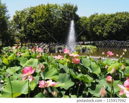 東京都府中市京殿森公園修慶池的古蓮花 115917092